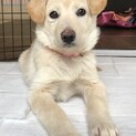 めちゃかわ☆おんちゃん★3ヶ月半