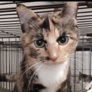 男前な顔の女の子　さつきさん