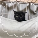 黒猫母さんの子ども達　ちびクロ１号