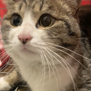 急募！丸い垂れ目♡たぬき顔のキジシロくん♂2-3歳