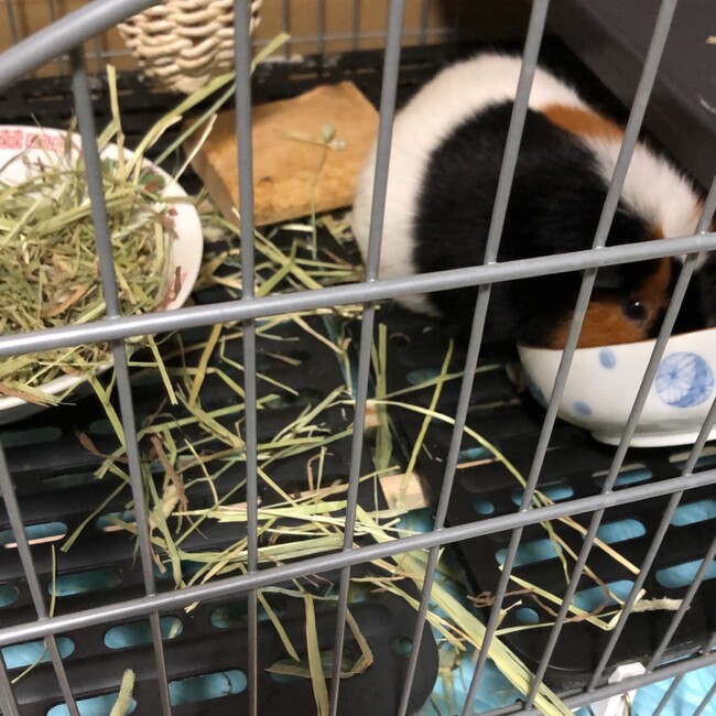 泣き上戸のカバー写真
