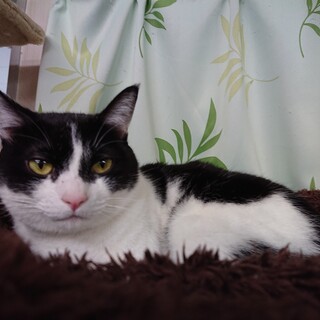 落ち着いた黒白のぶーちゃん