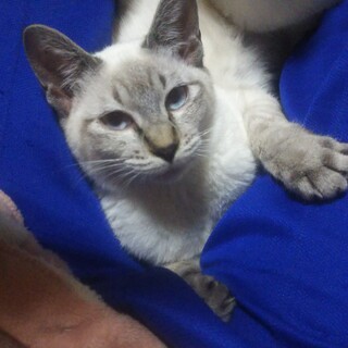 【シャム風】まんまる猫ちゃん