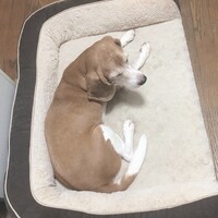 ラテ