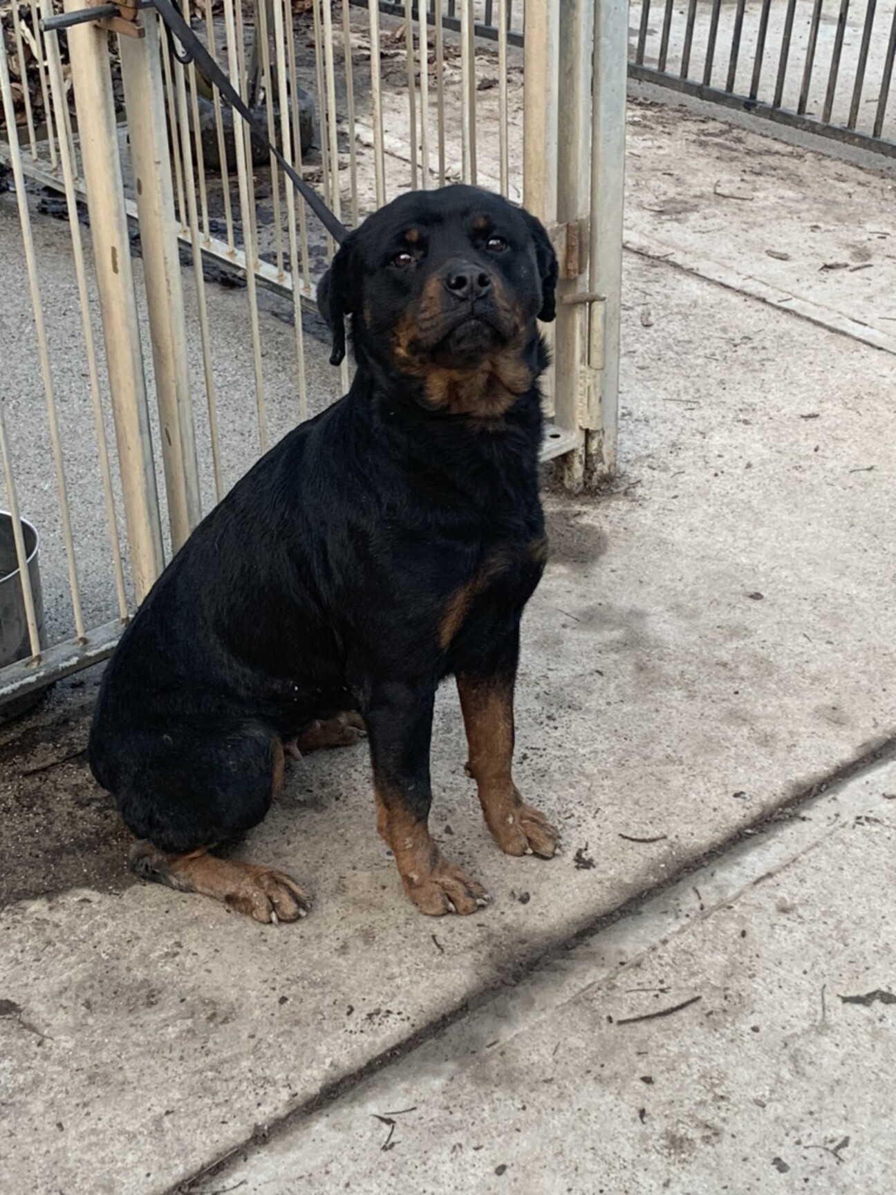 ロットにしては小柄です 三重県 犬の里親募集 3517 ペットのおうち 月間利用者150万人