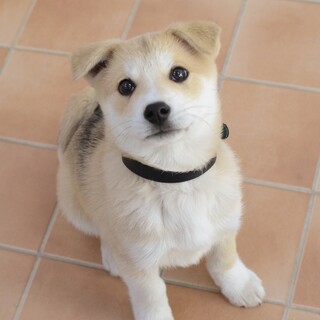 僕は賢い“ボンボン君”だ！