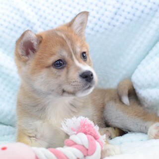 将来イケワン間違いなし！綺麗なお顔の“チゲ君”