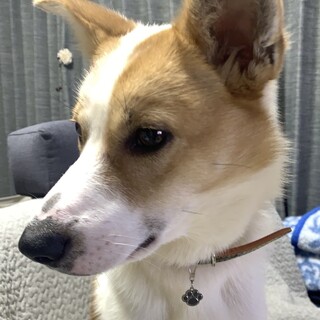 末っ子気質のかわい子ちゃん、はいはい君1歳♂