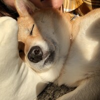 吉田 さくら