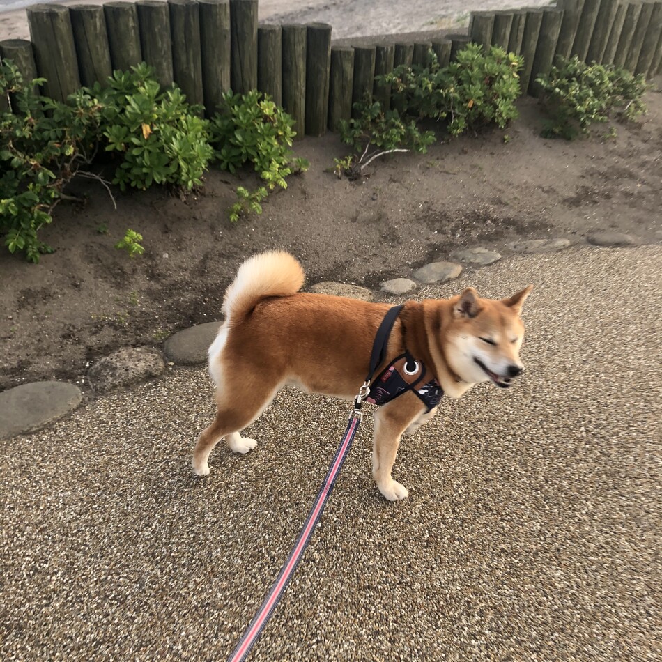 吉田 さくらのカバー写真