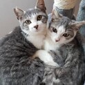 保護猫を迎えませんか？再度募集