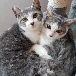 保護猫を迎えませんか？再度募集