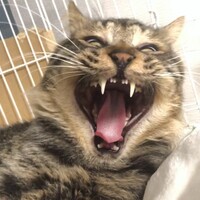 吉田 むた