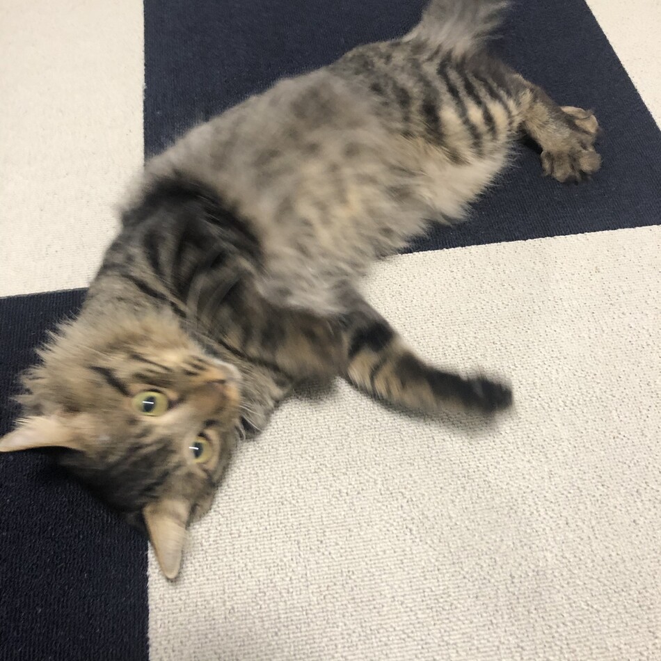 吉田 むたのカバー写真