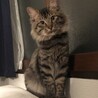 綺麗な顔立ち