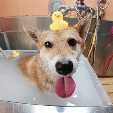 いつもお世話になっているトリミングでマイクロバブルバス(*^^*)飼い主より贅沢かも(笑)