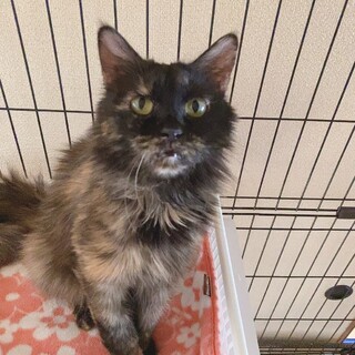 サビ柄長毛の女の子☆ユリカちゃん