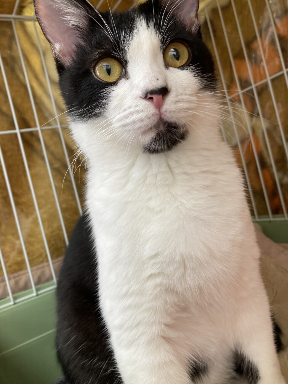 アミーゴ びっくり顔の 長崎県 猫の里親募集 3536 ペットのおうち 月間利用者150万人