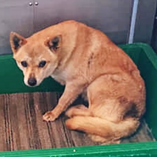 【感謝】繋がります！野犬女子ミナミちゃん　薄茶色