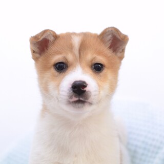 甘えん坊の甘え下手(笑)“トマト君”