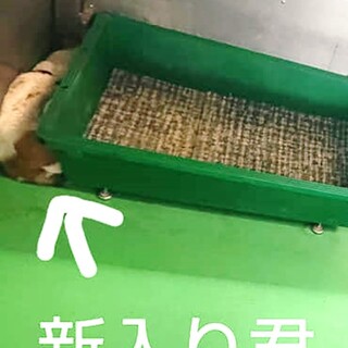 【感謝】繋がります！収容房④野犬男子新入チャブチ君