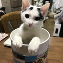 人も猫も大好き　超超甘えん坊　天くん　6ケ月