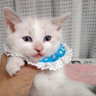 なれなれ♪青い目の青音(あおん)くん　２ヵ月弱