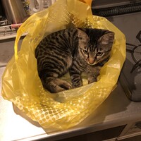 カップ