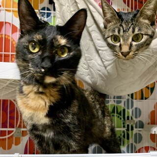 迎えて頂きやすい本当に良い子♡ジジちゃん