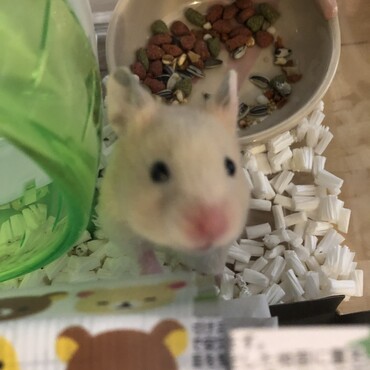写真を撮っていたら近づいてきました。
