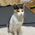 事故から復活可愛い三毛猫♀
