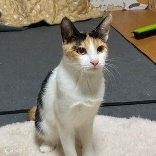 事故から復活可愛い三毛猫♀