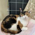 多頭崩壊からの甘えた三毛猫
