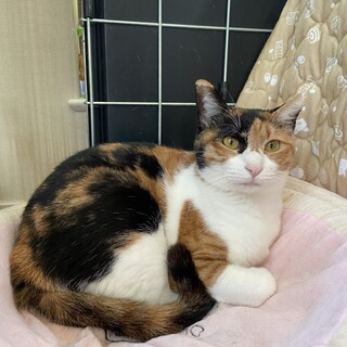 多頭崩壊からの甘えた三毛猫