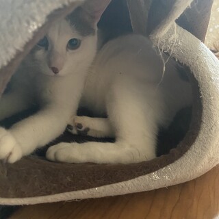 2/7お見合い会　交通事故から復活したお茶目な猫