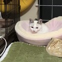 2/7 お見合い会　ラグドール風味の子猫