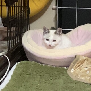 2/7 お見合い会　ラグドール風味の子猫