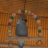 ののののインコさん