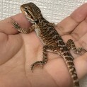 フトアゴヒゲトカゲ　ベビー
