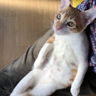 茶白の男の子☆家族募集しています！動画あり