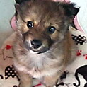 譲渡になりました！！