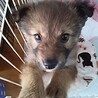 譲渡になりました！！ サムネイル2