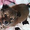 譲渡になりました！！ サムネイル4