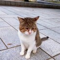 まったり高齢猫