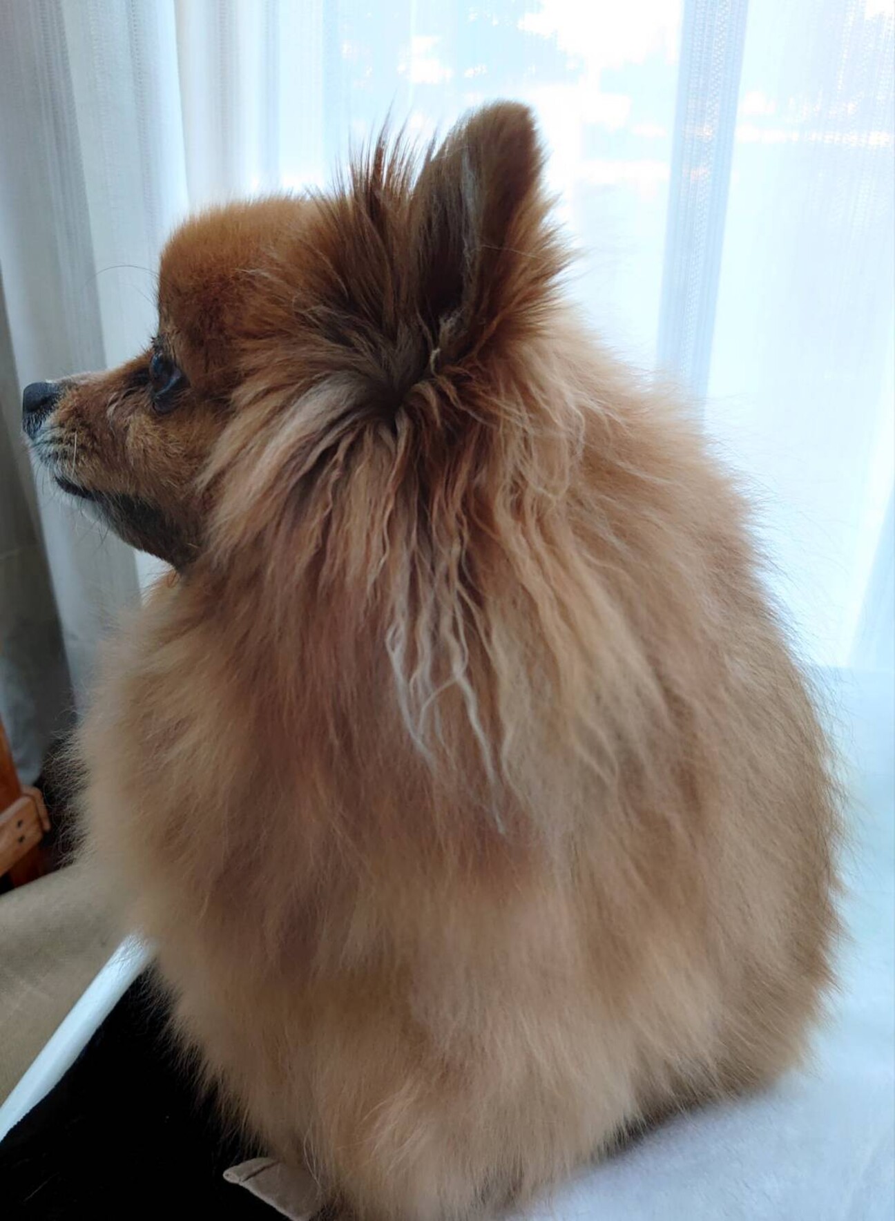 血統書あり】ポメラニアン♂ 」茨城県 - 犬の里親募集(352093