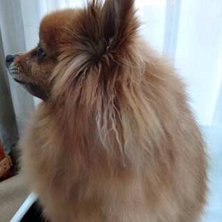 【血統書あり】ポメラニアン♂ 