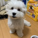 天真爛漫なマルキュバちゃん、5ヶ月　一時中止
