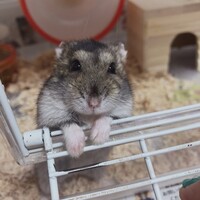 かぼす
