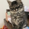 長毛種黒猫ちゃん