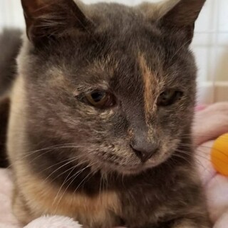 綺麗なパステルサビのおっとりネコちゃん！